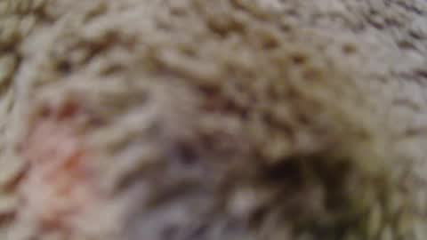 1tallhispanic13 online show from September 17, 11:08 pm