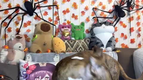 Kate online show from September 19, 6:55 pm