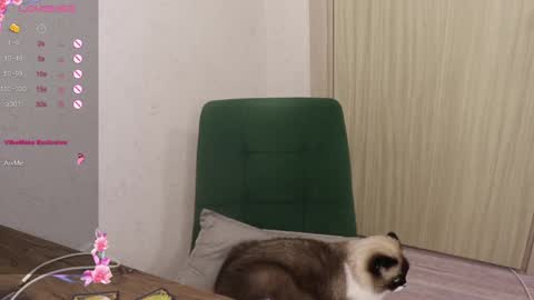 Snapshot of _viv1an_ chatting on March 6, 5:54 pm Alis online show from March 6, 5:54 pm