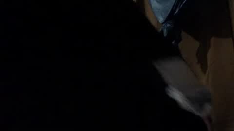 amileadivinestar0987 online show from December 26, 1:51 am