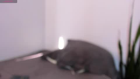 ammy online show from November 13, 1:47 pm