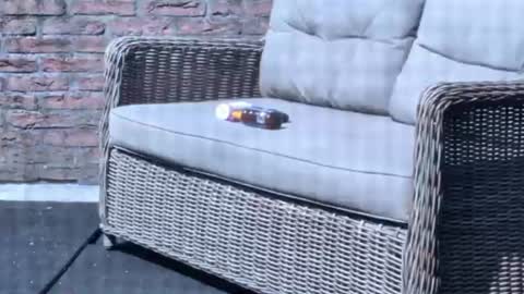balddutch online show from August 3, 11:16 am