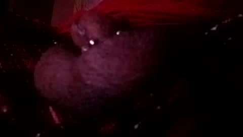bcfalcon69 online show from May 14, 2:32 am