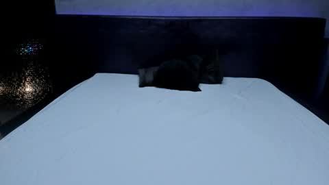 bella_dreamss online show from May 22, 3:24 am