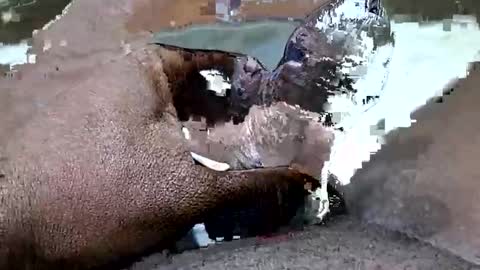 bf2506 online show from February 17, 5:01 pm