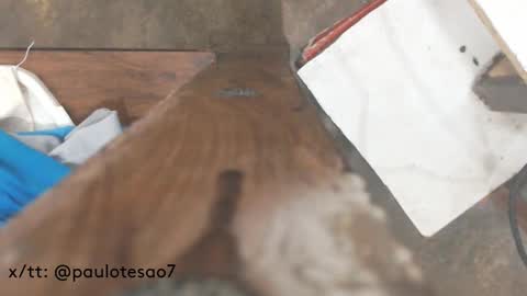 buldgeinboxer online show from February 17, 7:23 pm