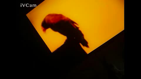 catchymary online show from March 9, 10:30 pm