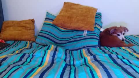 Cedrixx10 online show from November 20, 12:20 am