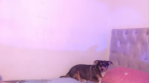 charlott online show from June 17, 3:55 am