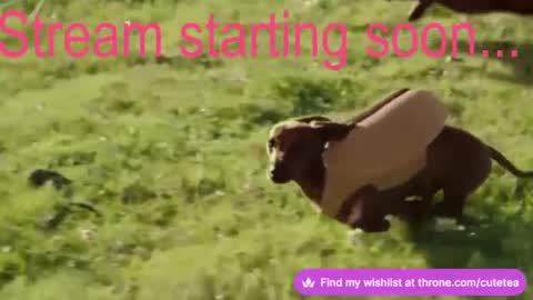 Cutetea online show from December 9, 2:45 am