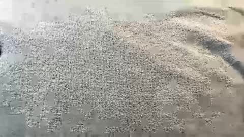 damag3dgothbaby online show from January 24, 11:45 pm