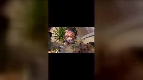 dayblue online show from March 1, 9:35 am