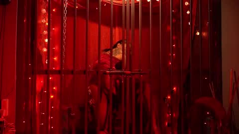 D Devours Kitty online show from February 15, 5:32 am