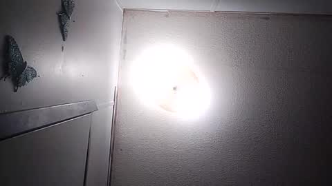 dixonbird41 online show from March 10, 3:44 am