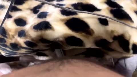 ehdgher online show from April 21, 7:48 am