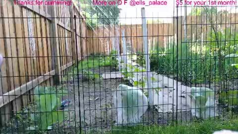 Ella Bella Bo Bella online show from July 1, 2:15 pm