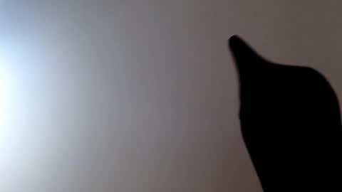 elosocazador online show from December 19, 8:26 pm