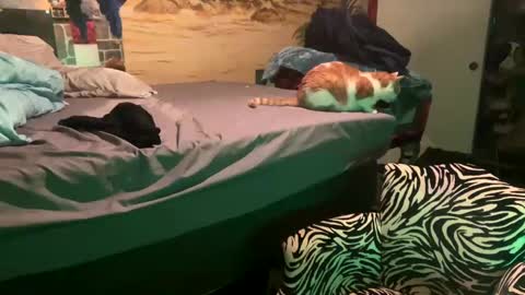 foxyladysback923 online show from February 28, 3:37 am