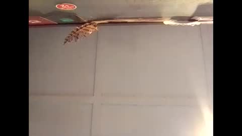 Warwick online show from October 30, 7:09 am