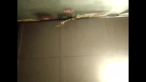 Warwick online show from October 11, 9:03 am