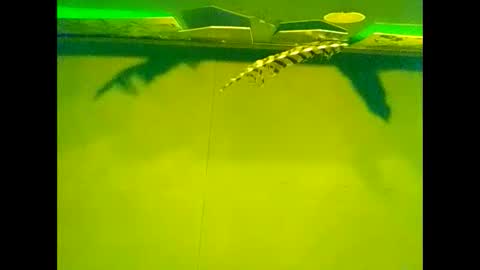 Warwick online show from October 22, 10:07 am