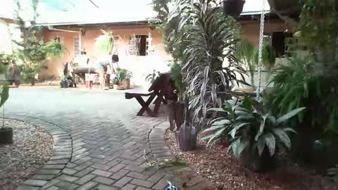 Snapshot of gabibrasil chatting on January 31, 8:22 pm gaby layla online show from January 31, 8:22 pm