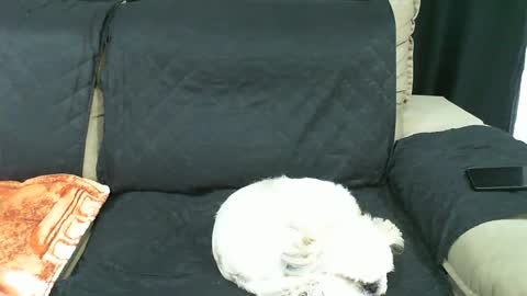Snapshot of gabibrasil chatting on January 21, 9:36 pm gaby layla online show from January 21, 9:36 pm