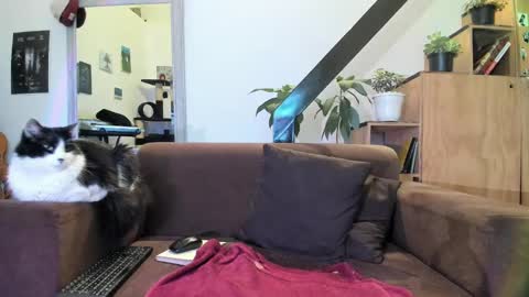 girasol1921 online show from December 29, 3:22 am