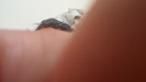 gordito_xx online show from April 22, 8:10 am