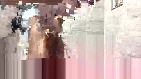 CRIP  Lee online show from January 11, 8:43 am
