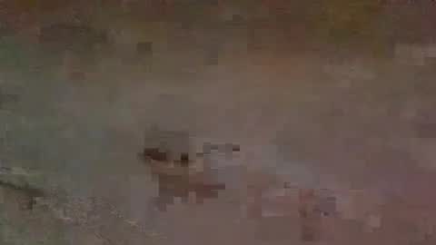 jaybird8 online show from February 15, 6:55 pm