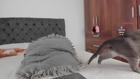 Will online show from November 22, 9:24 pm