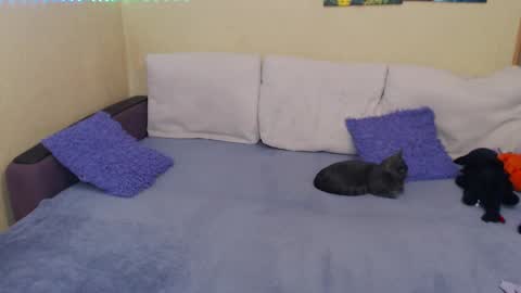 Jul online show from October 6, 8:15 pm