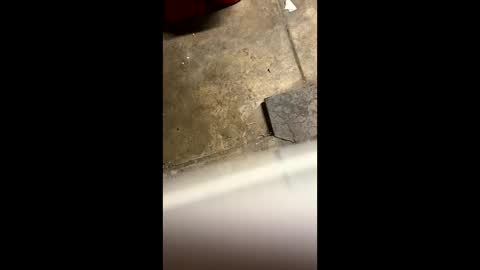 Little Tj online show from May 25, 4:29 am
