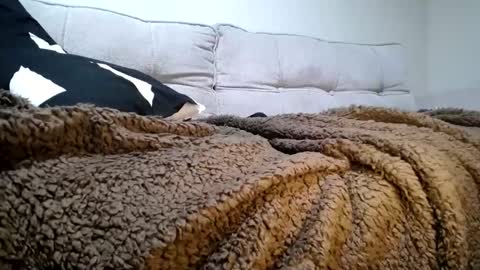 zuri online show from March 23, 8:52 am