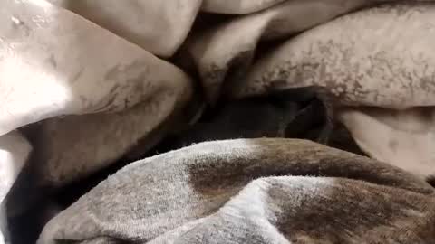 Lvac11 online show from January 22, 12:38 pm