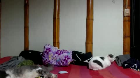 Mia  Sam online show from March 22, 12:25 am