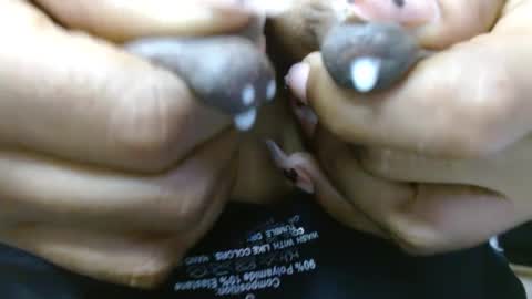 natashadormat online show from October 13, 3:14 pm