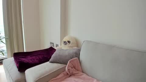 Gigi Chu  online show from February 19, 3:05 pm