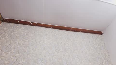 Nicol online show from October 4, 7:55 pm