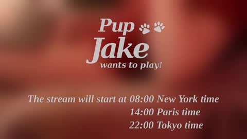 Pup Jake wants to play online show from December 25, 12:05 pm