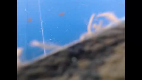 pussydollurz online show from October 11, 12:43 pm