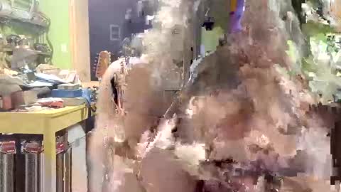 rotorranch online show from September 16, 2:35 am