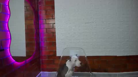 sainix_ online show from October 15, 2:59 am