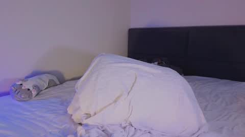 Sheyli online show from March 8, 8:02 pm