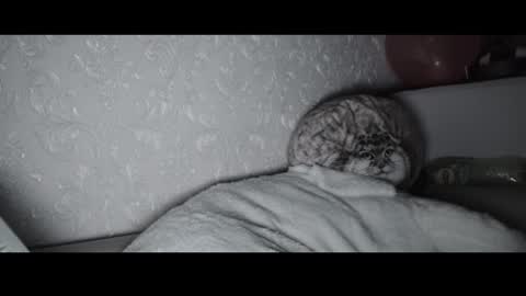 Matthew online show from November 2, 2:22 am