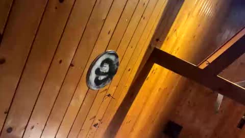 Dustbunnyfoofoo online show from September 22, 12:42 pm