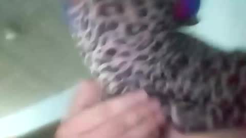 sissycrossdrese online show from January 25, 2:14 pm