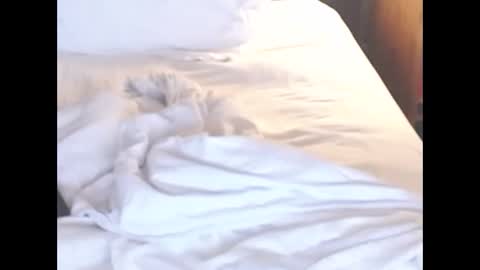 st8llion online show from March 2, 7:15 am