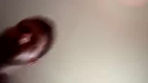 Snapshot of stokely571996 chatting on December 5, 8:38 pm Oval2022 online show from December 5, 8:38 pm